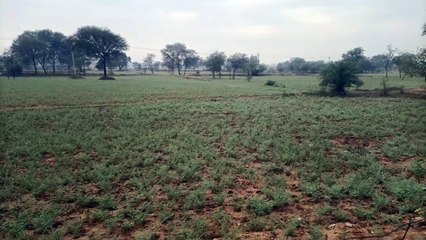 मौसम का बदला मिजाज: अमृत बन बरसी मावठ