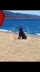 El llanto de un perro tras ser abandonado en la playa que pone la piel de gallina