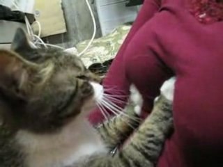 Chat Peloteur de seins !