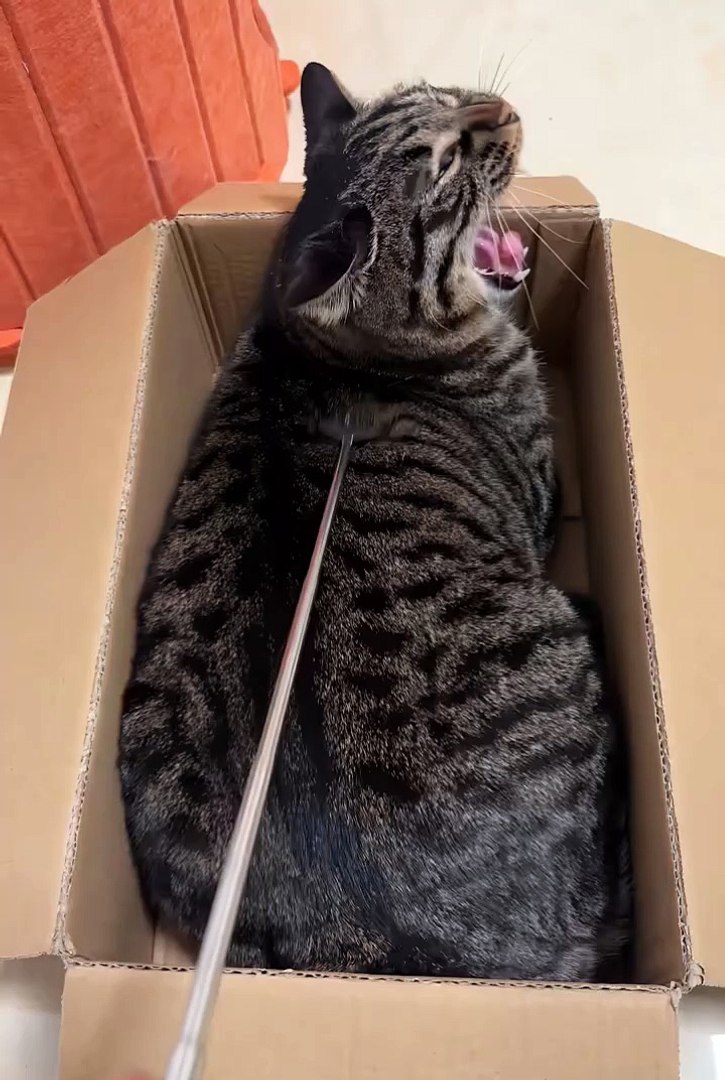 ⁣My pets😼🙄 #cat #cuteanimals #pets #short