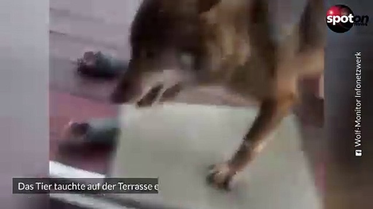 Wolf randaliert auf Terrasse in NRW