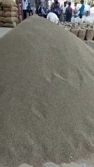 मसाला खेती में जीरा अब दे रहा परंपरागत फसलों को बराबरी की टक्कर