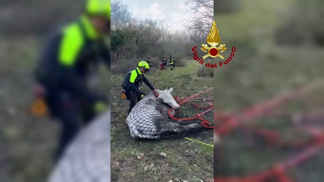 Mucca incinta ferita a una zampa: salvata in elicottero dai vigili del fuoco