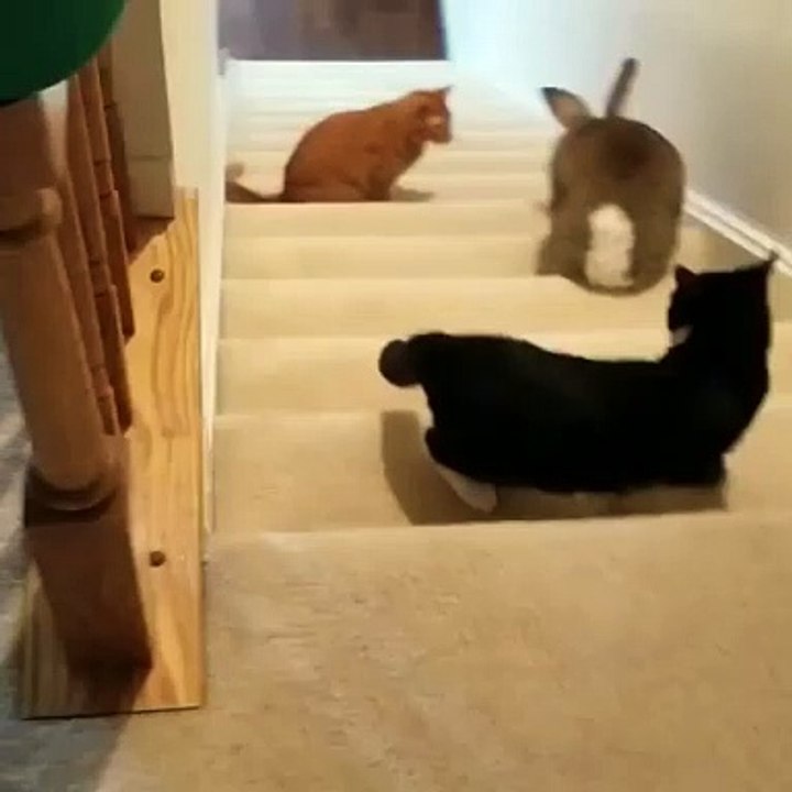 🐾 Welcome to the purr-fectly adorable world of **CatsAndBunnies!** 🐇✨ Joi