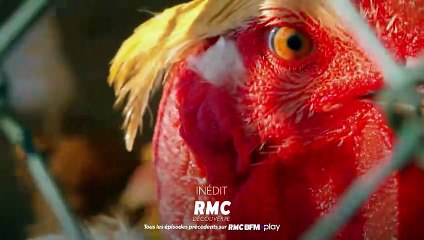 Wheeler Dealers France