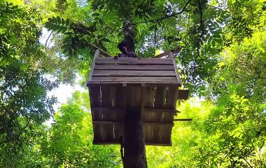 Building an Amazing Treehouse in the Wild 🌲🏡