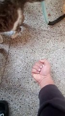 Funny vd The cat bit my finger thinking it was a sausage. #funny #funnycat