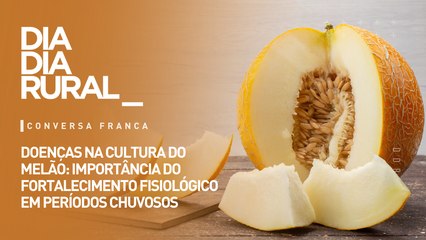 Doenças na cultura do melão: importância do fortalecimento fisiológico em períodos chuvos