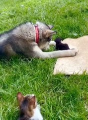 Dog's reaction to meeting a tiny kitten for the first time