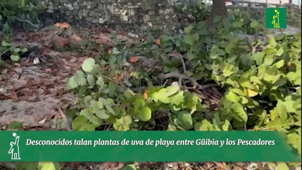 Desconocidos talan plantas de uva de playa entre Güibia y los Pescadores
