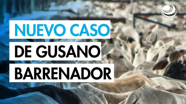México identifica nuevo caso de gusano barrenador del ganado ahora en Tabasco