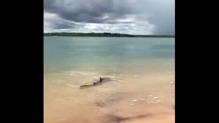 Careful wth Australian Waters