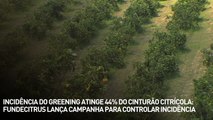 Incidência do greening atinge 44% do cinturão citrícola: Fundecitrus lança campanha para controlar incidência