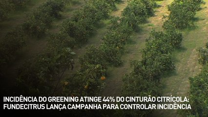 Incidência do greening atinge 44% do cinturão citrícola: Fundecitrus lança campanha para controlar incidência