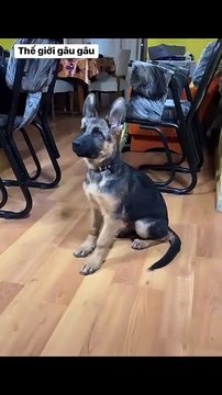 Maybe it's because the house was just cleaned and it's slippery, but who knows?