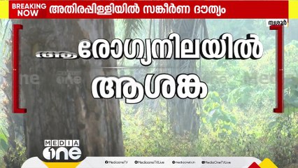 മയക്കുവെടിയേറ്റതോടെ കുംകിയാനകൾ തള്ളിനീക്കാൻ ശ്രമിച്ചെങ്കിലും മയങ്ങിവീണു; ക്രെയിന്‍ കൊണ്ട് ഉയർത്തും