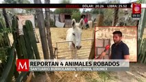 En Otumba, Edomex, roban animales del santuario Burrolandia