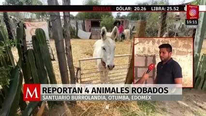 En Otumba, Edomex, roban animales del santuario Burrolandia