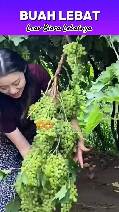 ,,,,,,,,How much fruits,,,,,,,,