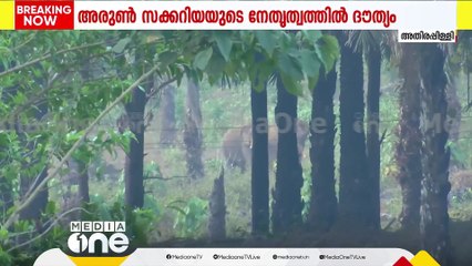 പരിക്കേറ്റ ആനയ്‌ക്കൊപ്പം മറ്റൊരാനയും; നിൽക്കുന്നത് എണ്ണപ്പന തോട്ടത്തിന് നടുവിൽ