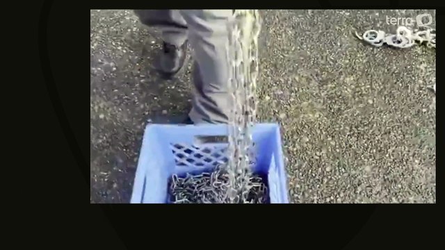 Governo Trump debocha de deportação e posta vídeo 'ASMR' com imigrantes