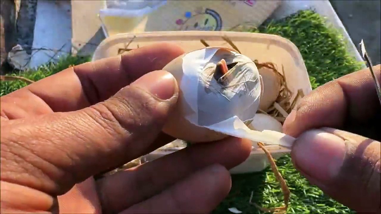 Hatch Eggs Without Any EGG Incubator 100% REAL VIDEO - SUNLIGHT EGG HATCHING