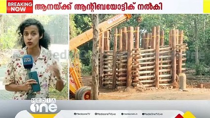 പരിക്കേറ്റ ആനയ്ക്കുള്ള ചികിത്സാ സജ്ജീകരണങ്ങൾ കോടനാട് തയാർ; യൂക്കാലി മരക്കൂടും ഒരുക്കി