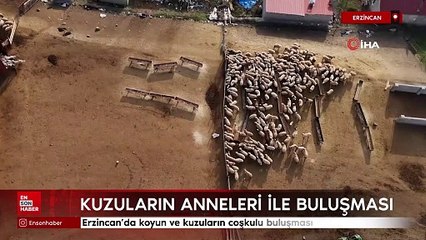 Erzincan’da koyun ve kuzuların coşkulu buluşması