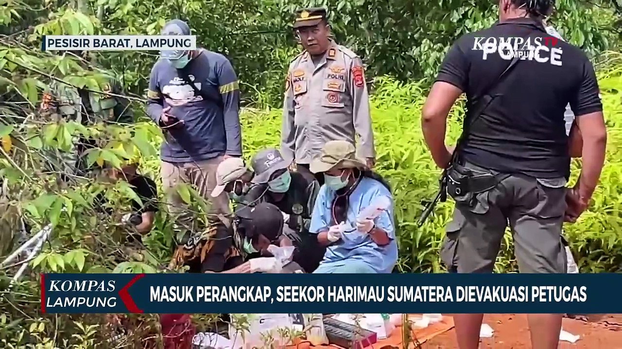 Masuk Perangkap, Seekor Harimau Sumatera Dievak...