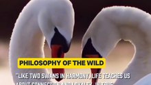 The Grace of Swans: Harmony, Loyalty, and Balance