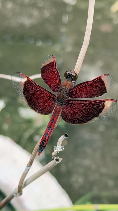 Capung Red Dragonfly