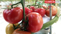 Virüslü domates alarmı! Tarımı bitiriyor ve insan sağlığına da zararlı