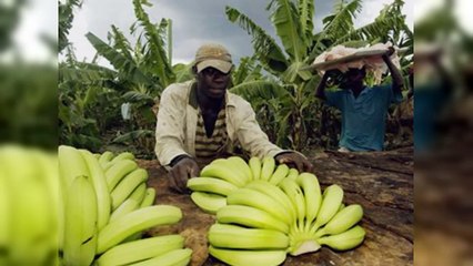 Plan Migratorio: la agricultura en riesgo por las deportaciones