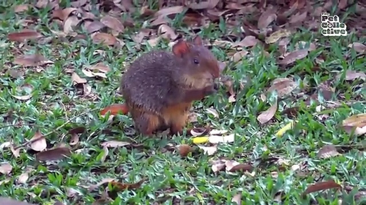 30 Minutes of Adorable wild Animals 😊