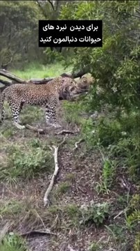 “جنگ قدرت در میان سلطان‌های کمین! 🐆🔥 دو پلنگ خشمگین برای اثبات برتری در یک نبرد وحشیانه به جان هم افتاده‌اند. فکر می‌کنید برنده این مبارزه کیه؟ 💭👇 برای دیدن این نبردهای جذاب از دنیای حیات وحش، حتماً پیج رو فال