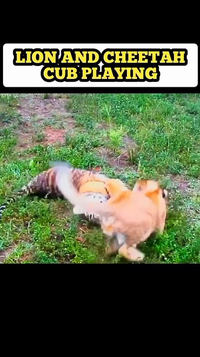#animals #reels #viralreels #trending #lions #cheetah #nature #wildlife