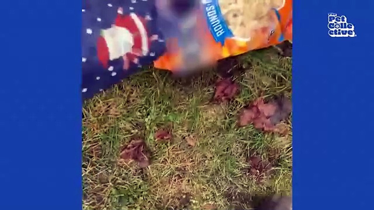 Funniest pets of the month! 🤩