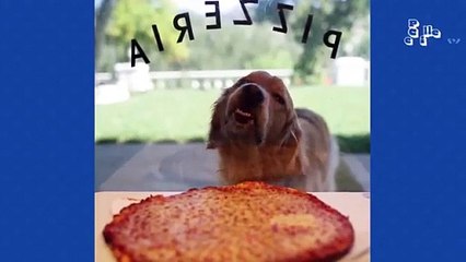 Funniest Golden Retrievers / Funny video 😊