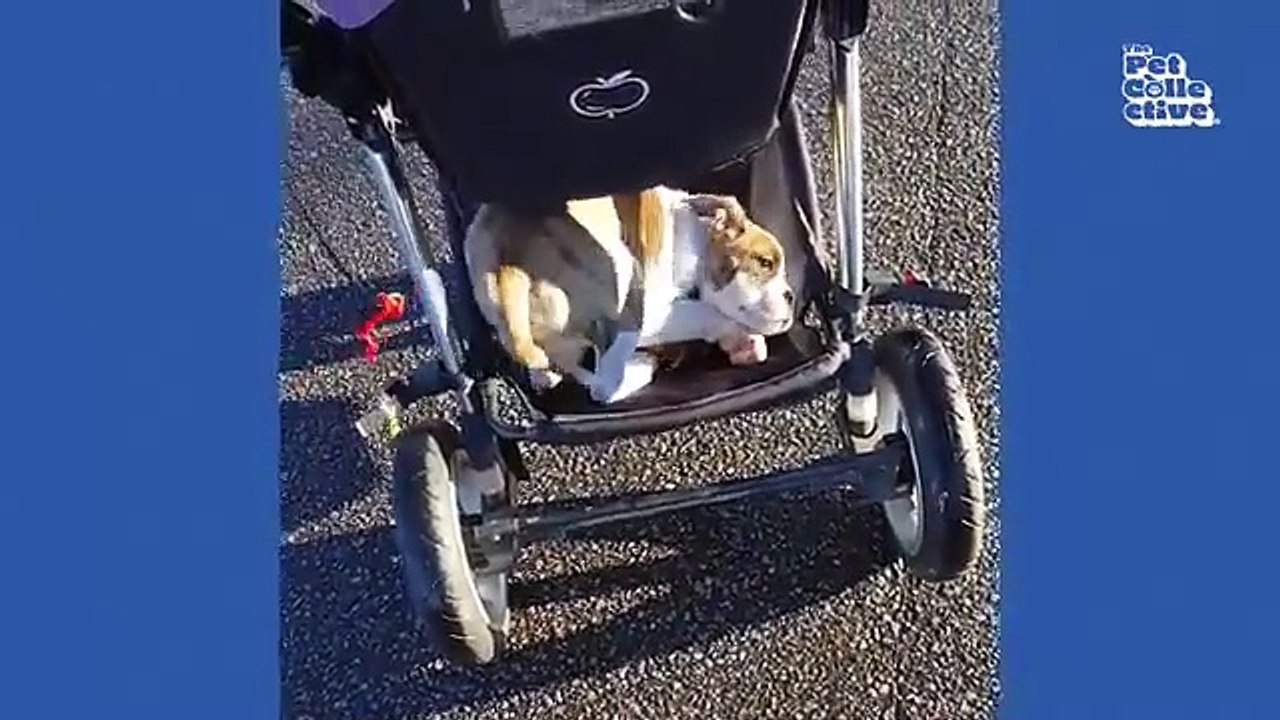 Funniest Dogs & Cats / Bets Compliation