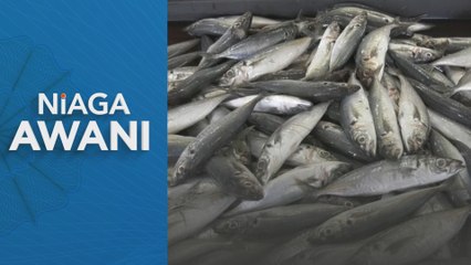 Perikanan: Pemprosesan, pengeluaran jana nilai ekonomi RM 64 juta tahun lepas - DOF