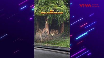 Pengunjung Taman Safari Turun dari Mobil di Area Satwa