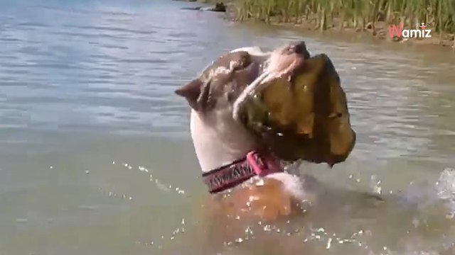 Frau beobachtet ihren Hund beim Schwimmen unter Wasser : Doch ihr Blick gefriert, als er wieder auftaucht