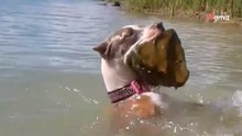Frau beobachtet ihren Hund beim Schwimmen unter Wasser : Doch ihr Blick gefriert, als er wieder auftaucht
