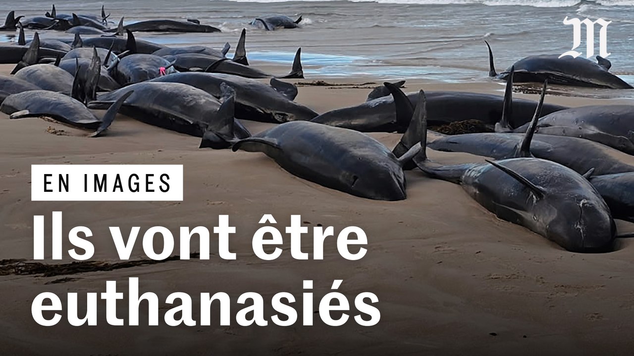 Plus de 150 dauphins échoués sur une plage de Tasmanie