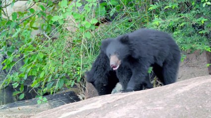 Festa della mamma mortale in India e Sri Lanka