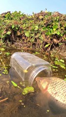 Plastic Jar Trap Fishing|#fishvideo #trapfishing #bigfish