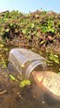 Plastic Jar Trap Fishing|#fishvideo #trapfishing #bigfish