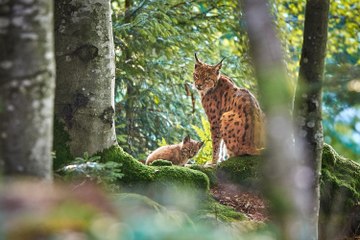 The Scotsman Bulletin Wednesday February 19 2025 #Lynx