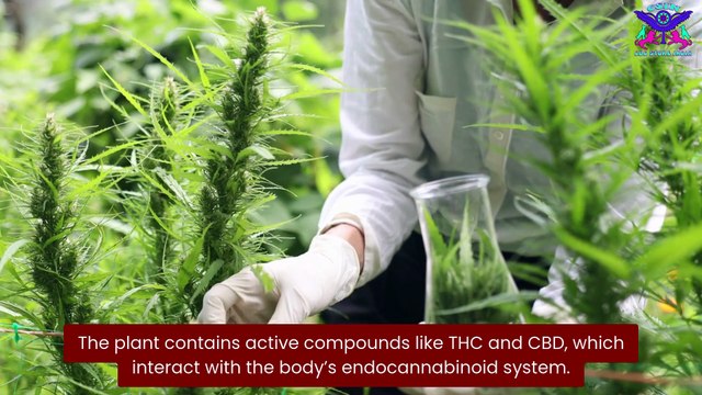 CBD Oil for Depression & Mental Wellness | CBD Store India