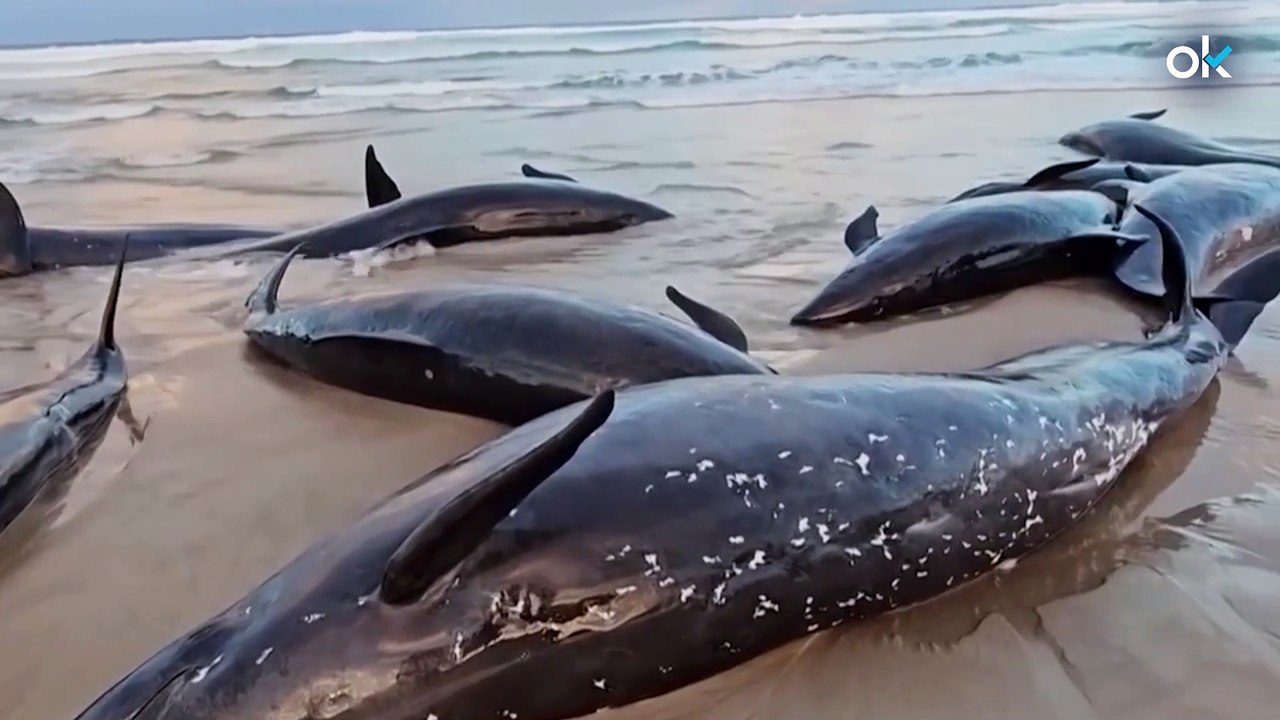 Más de 150 ballenas morirán tras aparecer varadas en una playa de Tasmania
